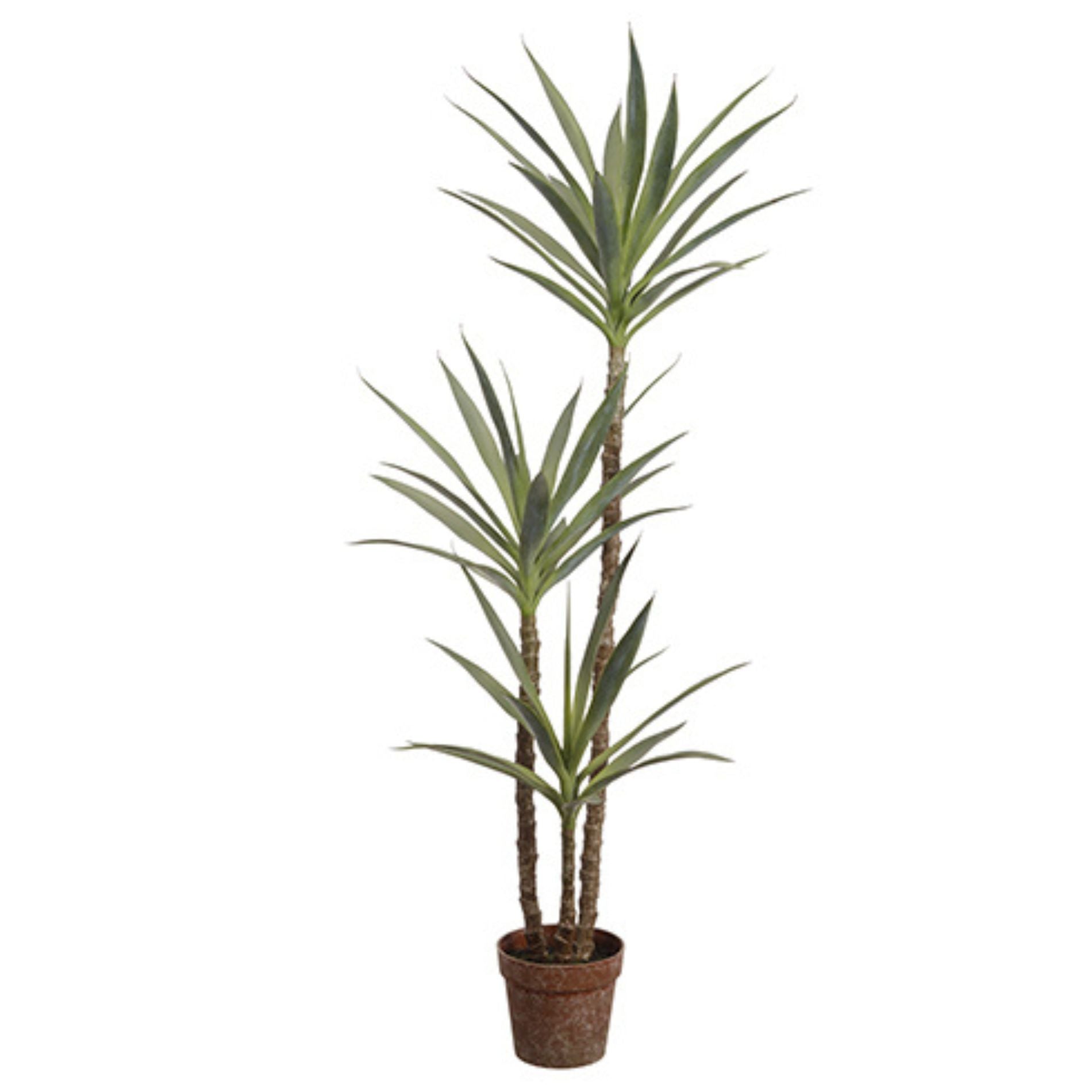 59 Yucca