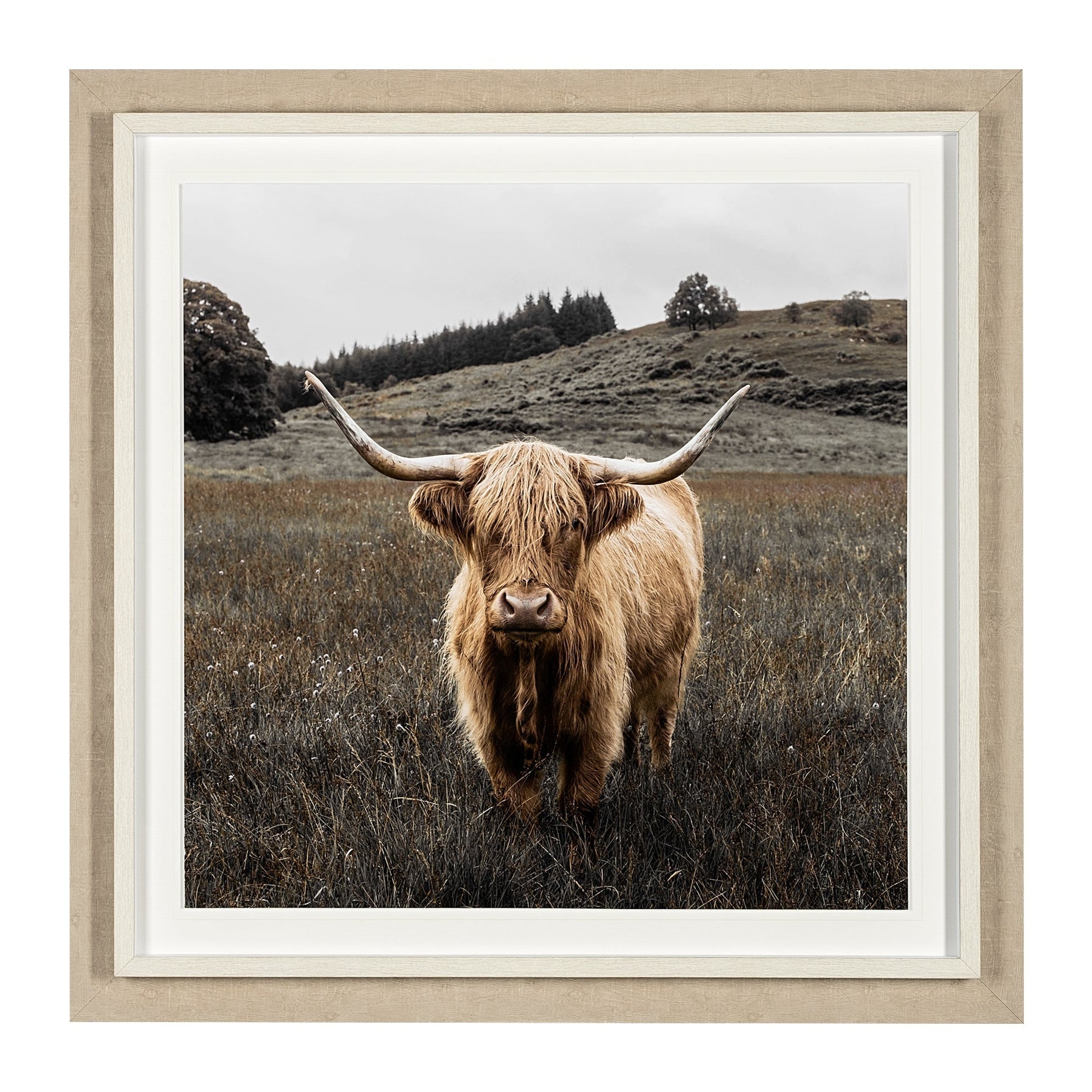 Art encadré - Highlander 
