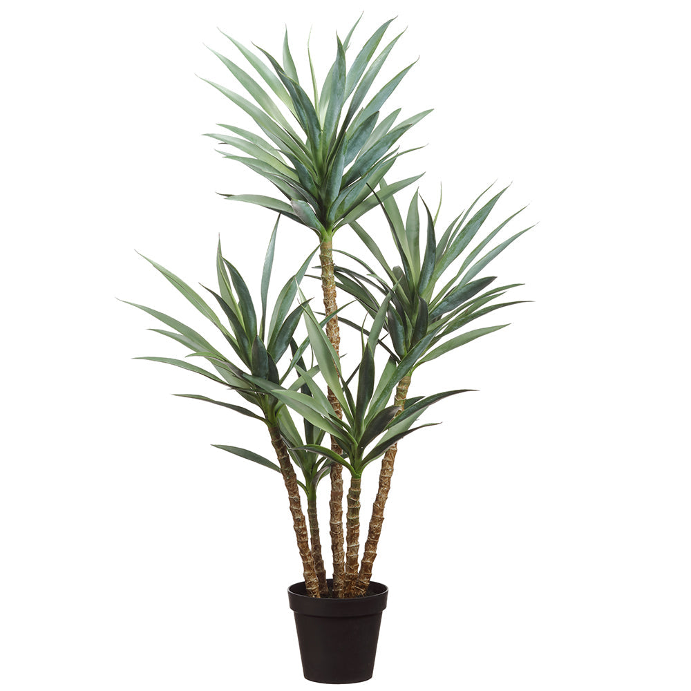 60 Yucca Tree