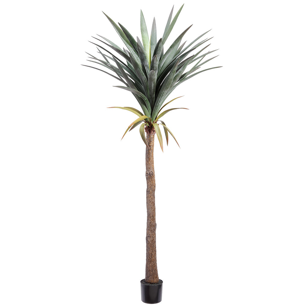 74 Yucca