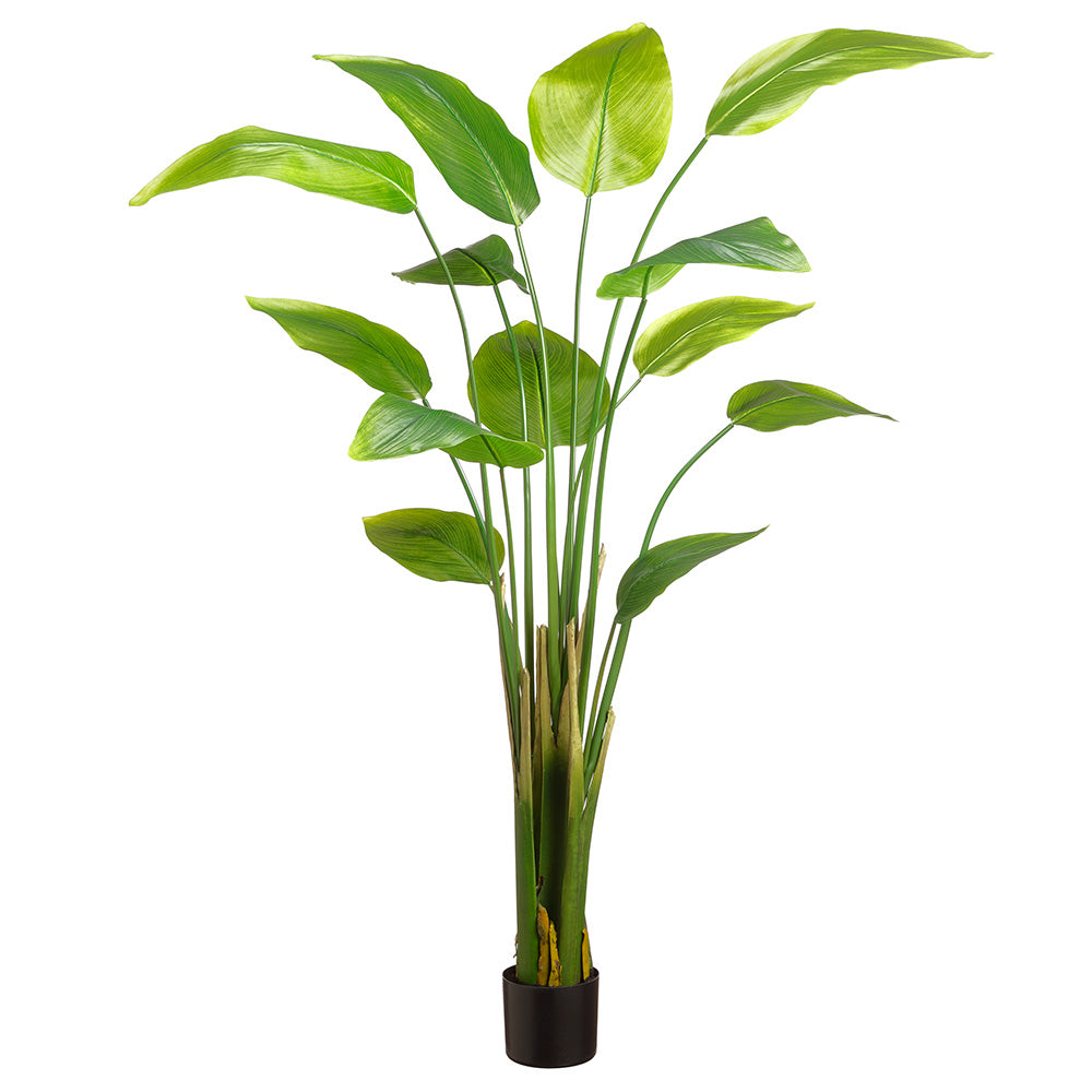Plante à feuilles de bananier de 6 pieds
