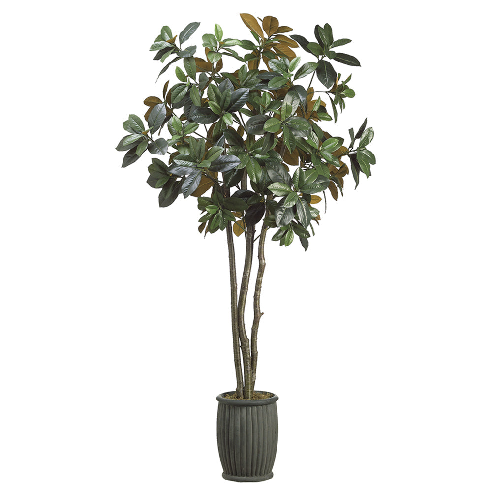Magnolia de 7 pieds dans une jardinière